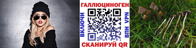 Галлюциногенные грибы Psilocybine cubensis  Купить закладки  Киселёвск 